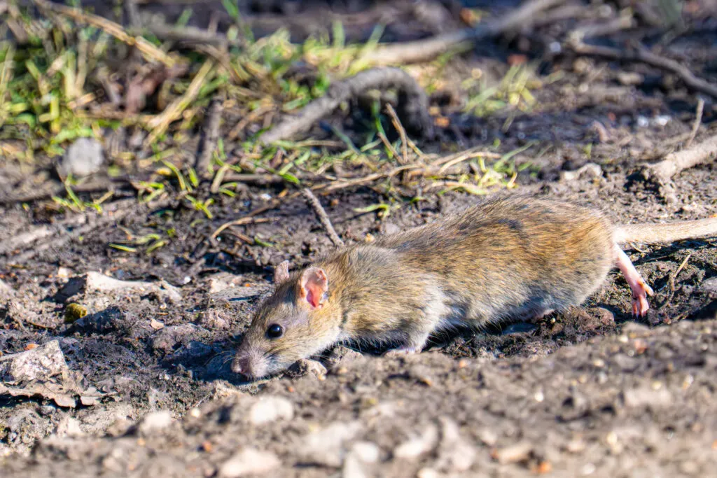 Norway rat - stocky rodent commonly found in West Palm Beach