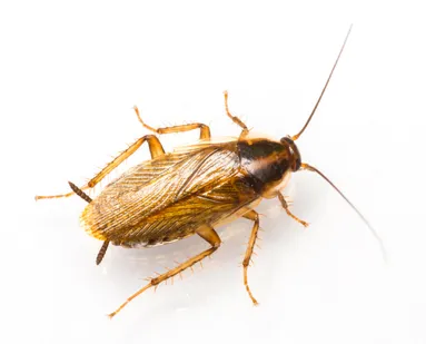 German Cockroaches