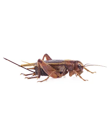 Crickets