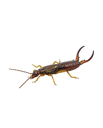 Earwigs