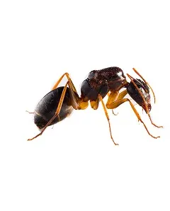 Ants