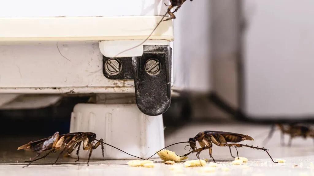 Are Roaches Seriously Dangerous?