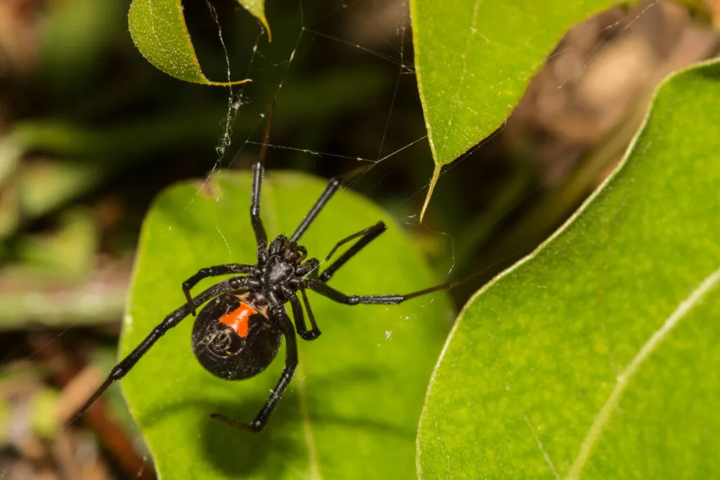 Southern black widow spider