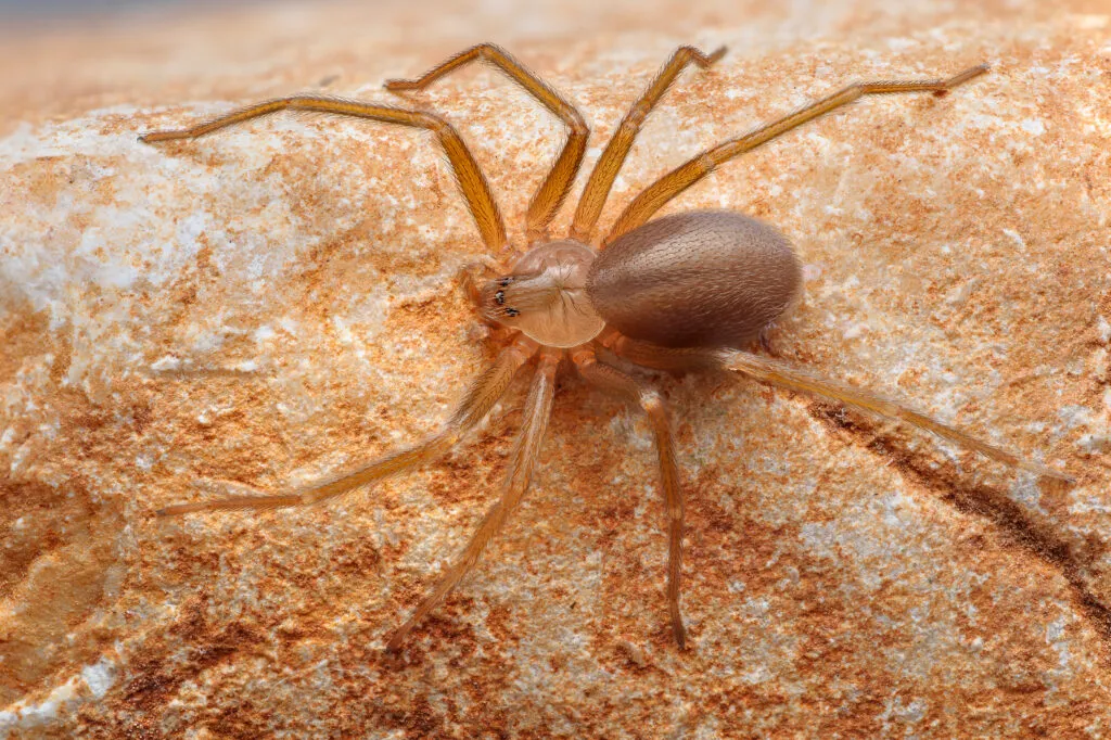 Brown Recluse Spiders in Broward County, FL