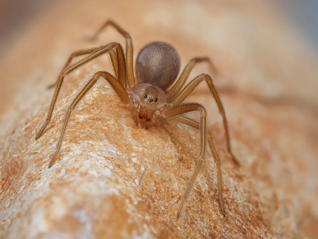 Close-up of a brown recluse spider showing the violin marking