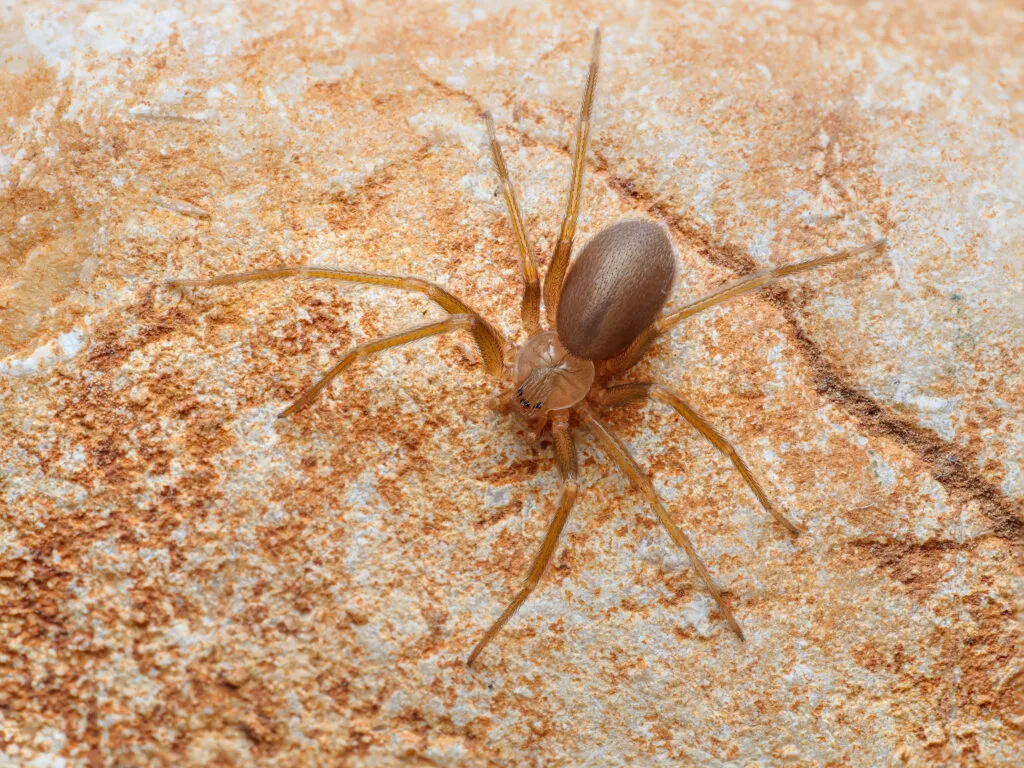 Brown recluse spider