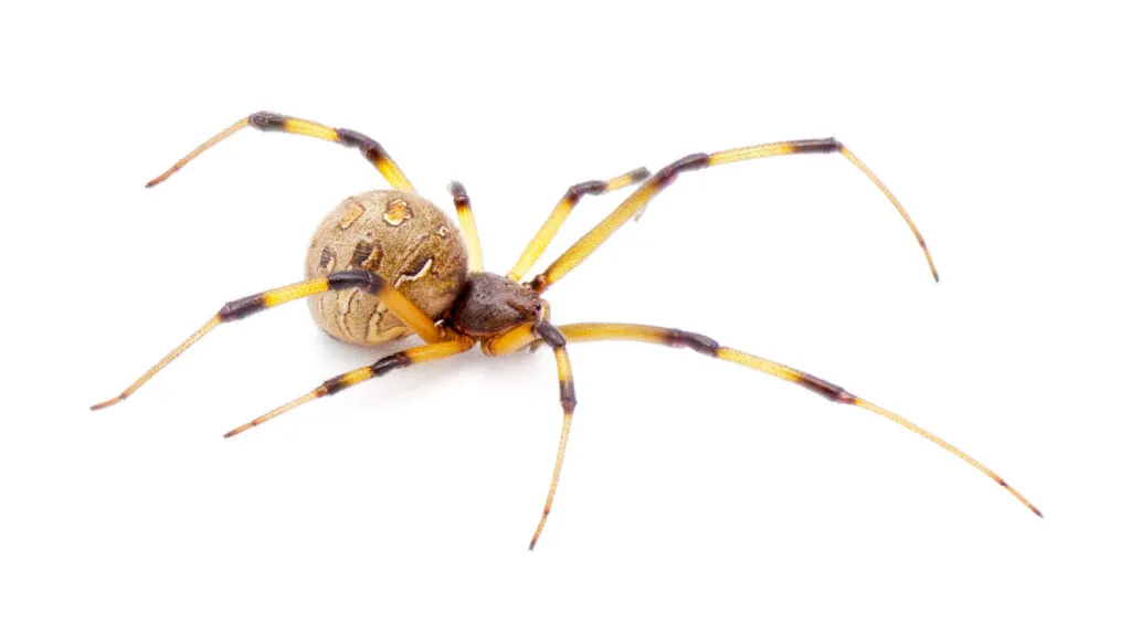 Poisonous Spiders in Florida: What Broward County Residents Need to Know