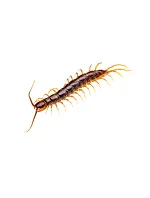 Centipedes & Millipedes