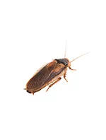 Palmetto Bugs