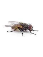 House Flies & Fruit Flies