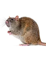 Rats