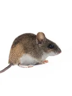 Mice