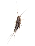 Silverfish
