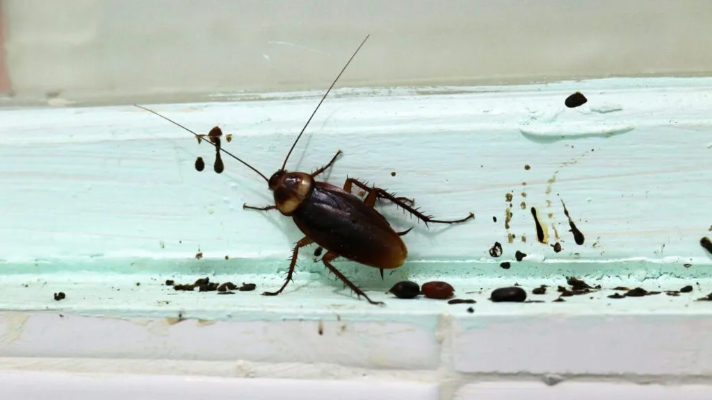 Cockroach droppings that look like black pepper or coffee grounds