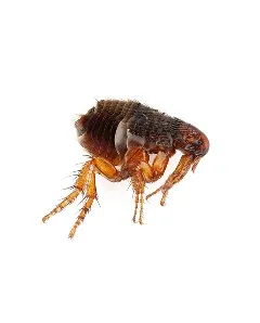 Fleas & Ticks