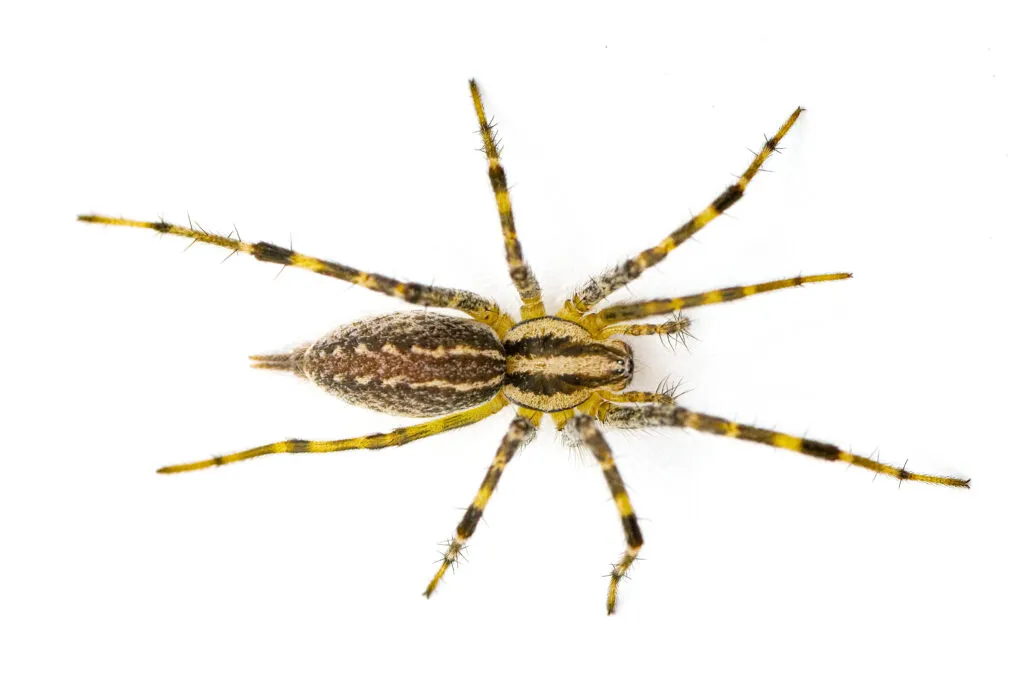 Grass spider in Miami-Dade