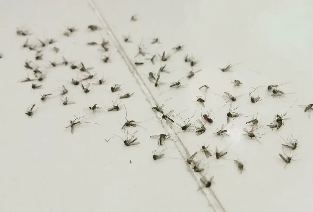 Mosquito swarm control service
