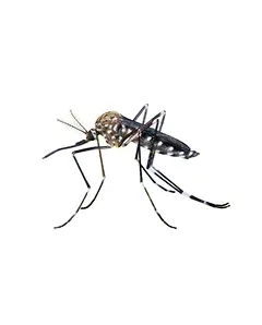 Mosquitoes
