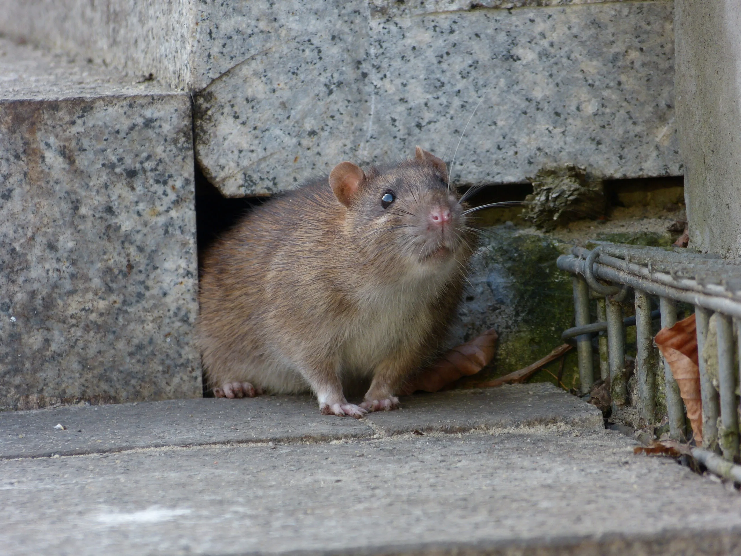 Norway rat in Florida