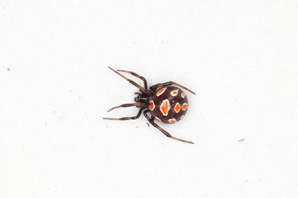 Red widow spider in Florida