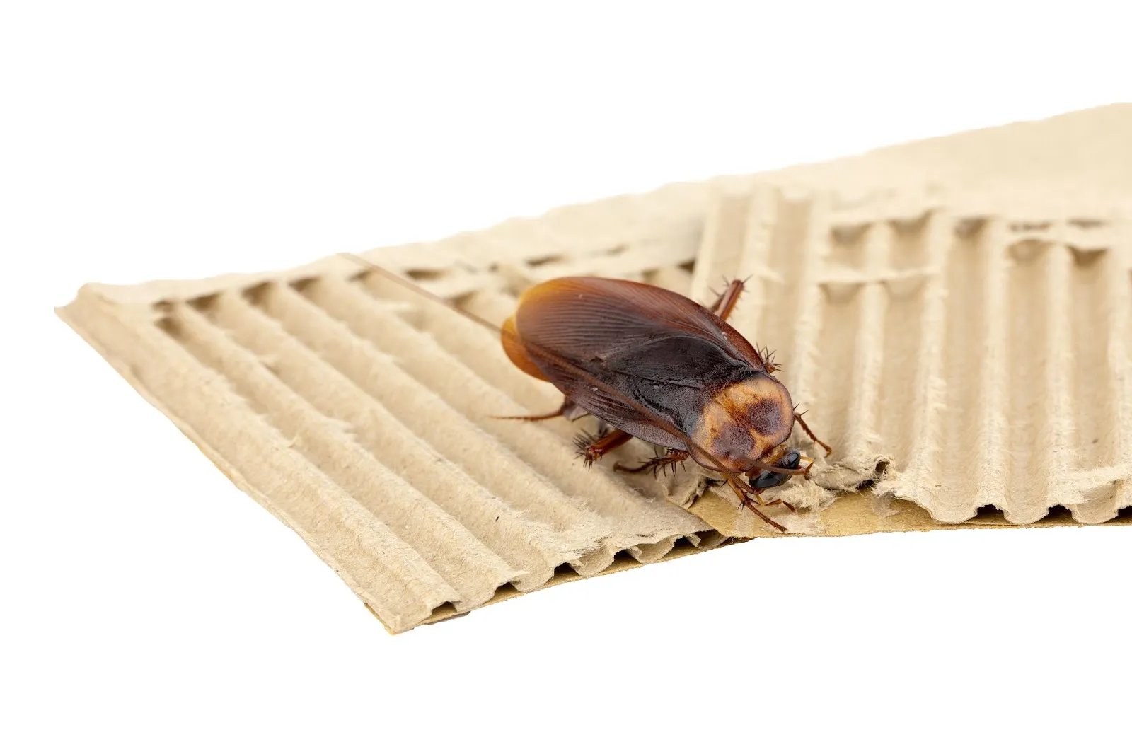 A Guide to Dealing with Roach Bites