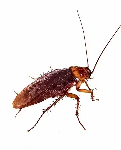 Cockroaches