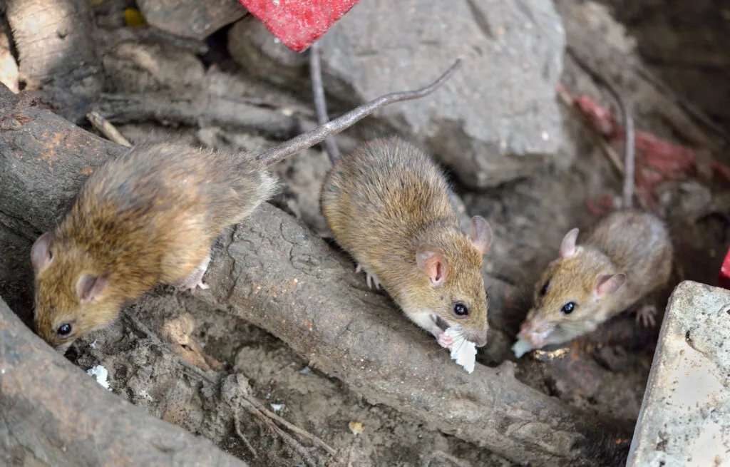 Types of Rodent Control Services in West Palm Beach