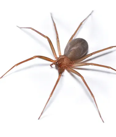 Spiders