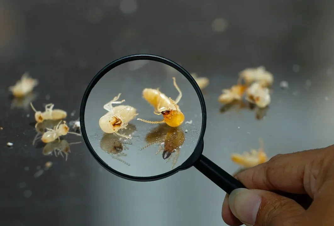 Close-up termite inspection with a magnifier
