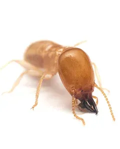 Termites