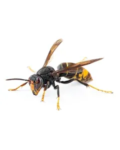 Wasps & Bees