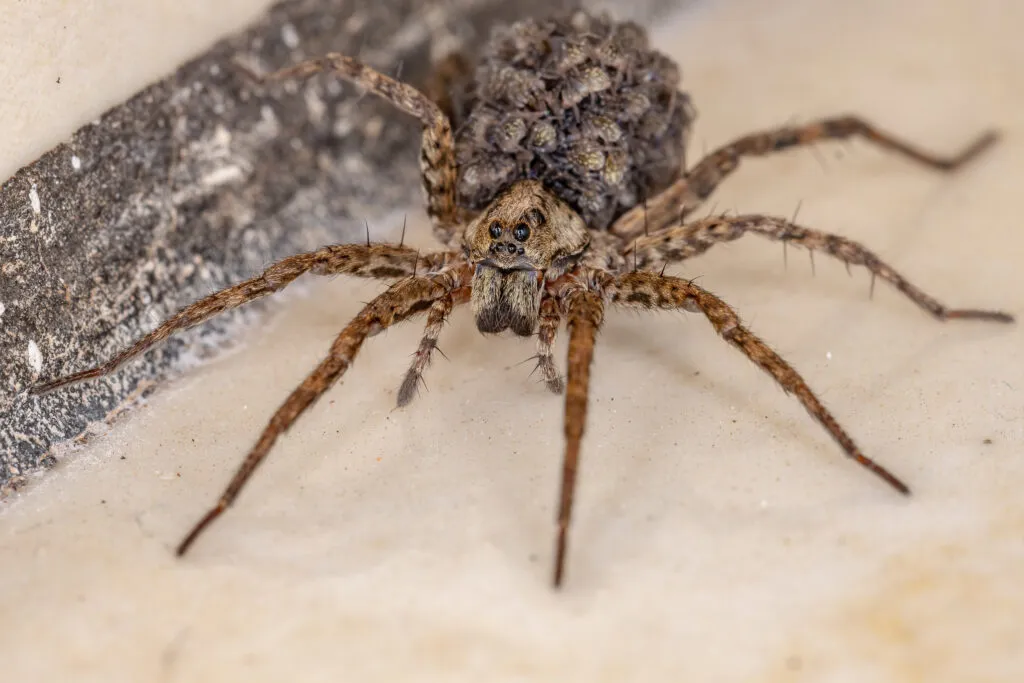 Wolf Spiders in Broward County, FL: What You Need To Know