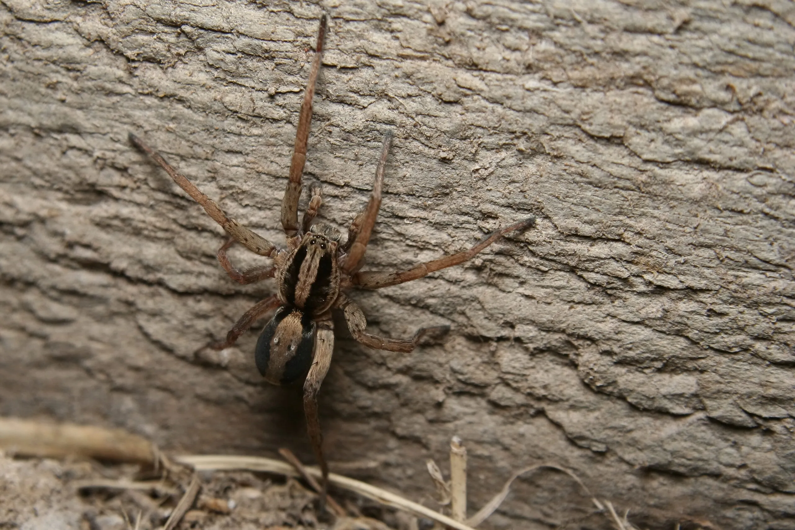 Wolf spider in Miami-Dade County