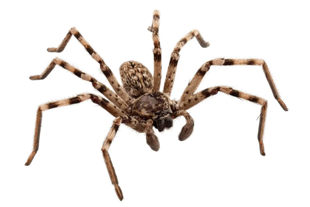 Wolf spider close-up