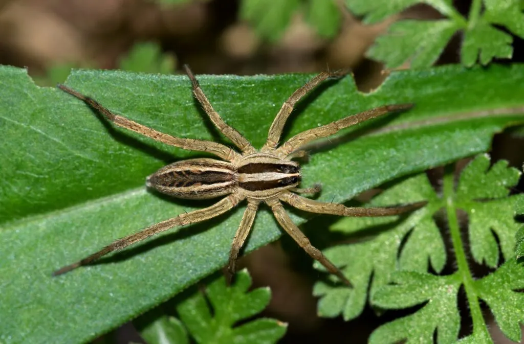 Wolf spider close-up showing size and markings